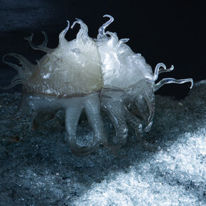 Andrzej Staniek, Absent visitors. Courtesy of Krupa Gallery