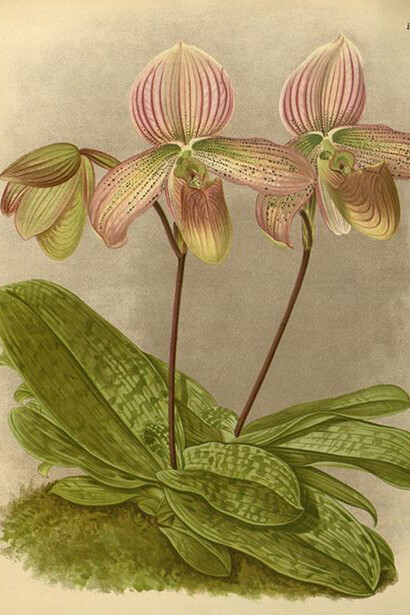 Orchidea, illustrazione antica