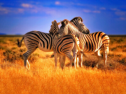 Salvaguardia del mondo animale, foto Sergio Pessolano