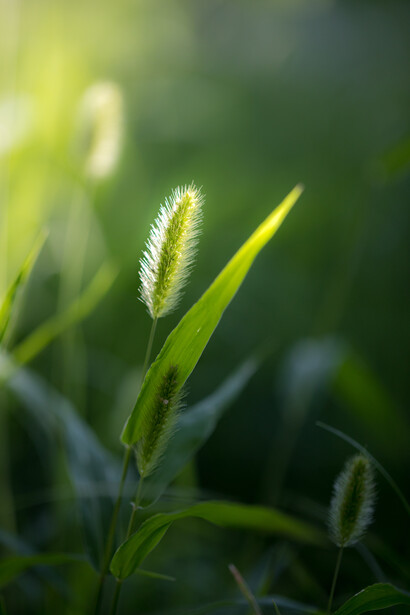 In the Garden VI, ph. Michael Stillwater