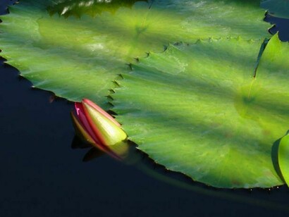 Sarah L. Singer, Untitled #9, Photograph on Metallic Paper, 16" x 20"