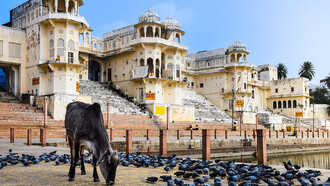 A cow stands calmly in front of a flock of pigeons in Ajmer, Rajasthan, India