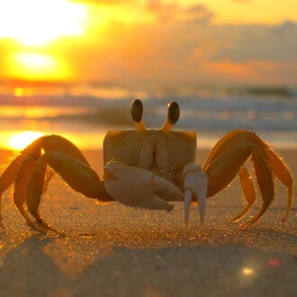 Nel segno del Cancro