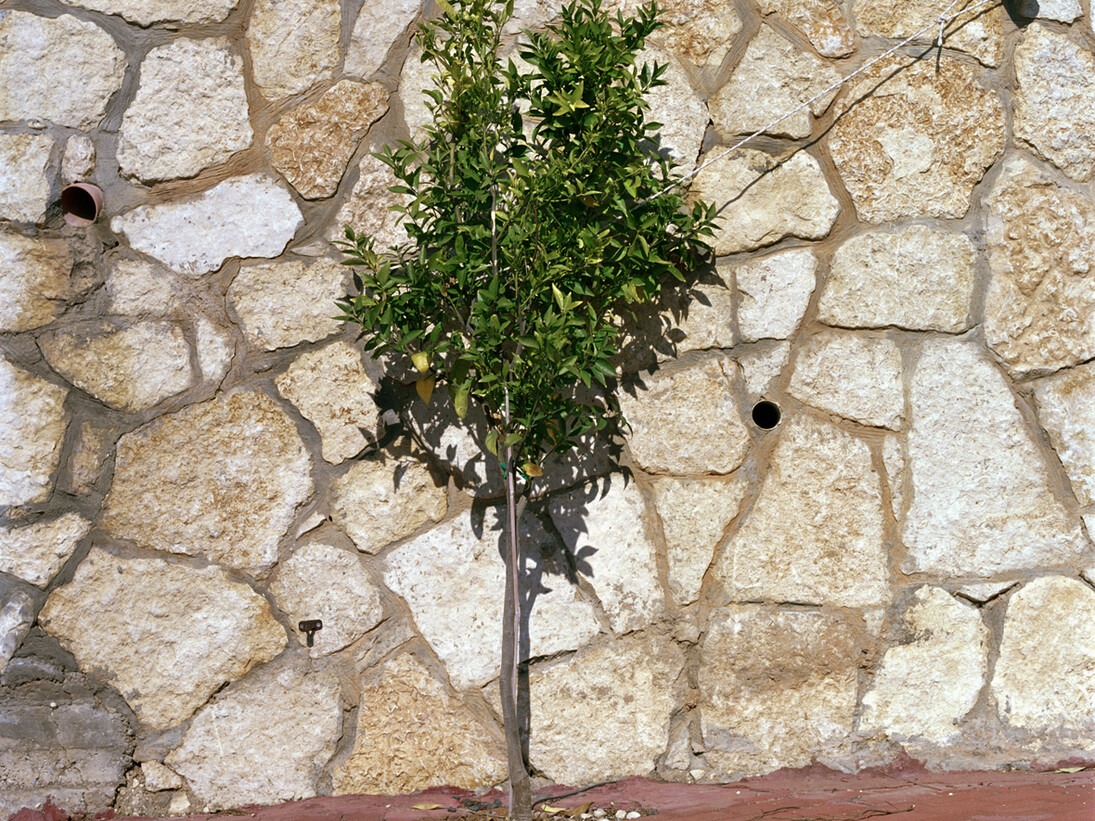 Corrine Silva, Untitled 001 (detail) from Gardening the Suburbs, 25 x 25 cm, c type print © Corinne Silva 2014