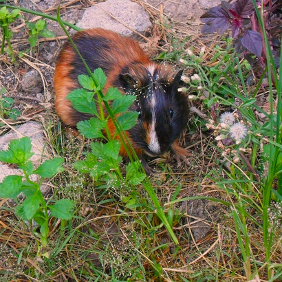 Este pequeño roedor presenta un alto contenido de proteínas y grasas saludables, lo que lo convierte en un verdadero superalimento