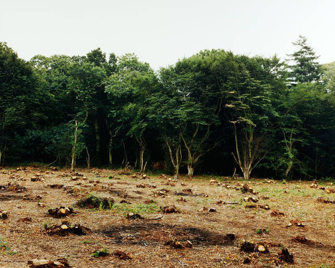 Into the Woods. Courtesy of Victoria and Albert Museum