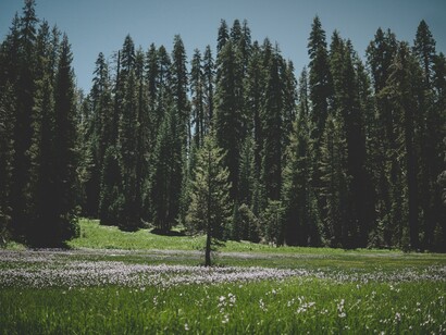 L’alternativa, realistica, efficace ed economica potrebbe essere quella di piantare alberi