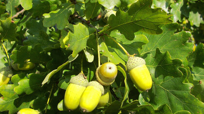 Bellotas de «Quercus robur»