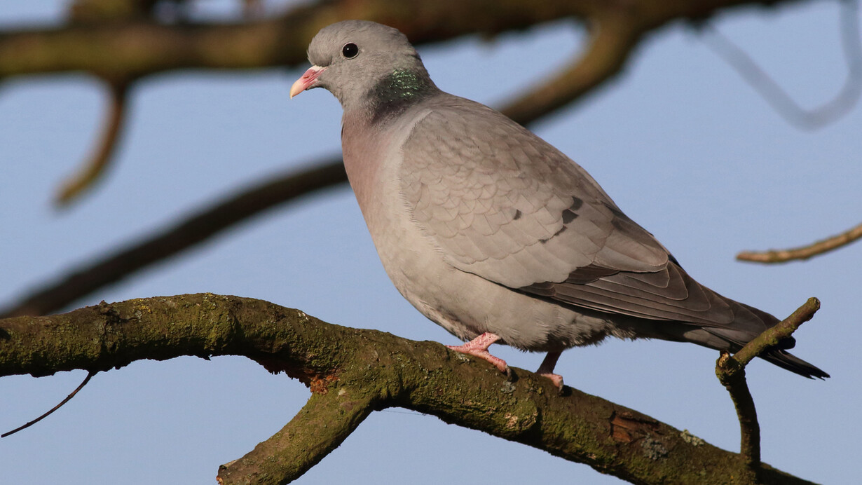 Stock Dove © Gehan de Silva Wijeyeratne