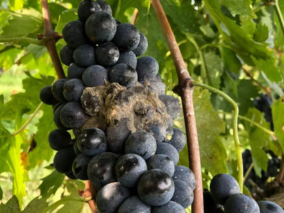 La vendemmia di Château d’Yquem è suddivisa in molteplici passaggi selettivi (tries), per raccogliere solo i grappoli col giusto grado di botritizzazione  