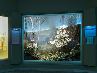 Botany Hall. Courtesy of Carnegie Museum of Natural History