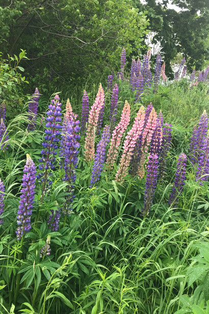 Lupine Flowers