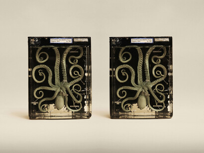 Jim Naughten, Atlantic White Spotted Octopus (Octopus Macropus), Oxford Museum of Natural History (c) Jim Naughten
