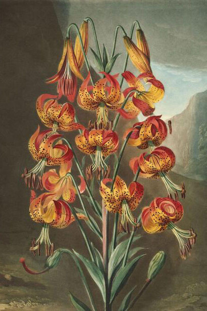 Richard Earlom (after Phillipp Reinagle), The Superb kily (Lilium superbum) (detail), 1799. Courtesy of MFA