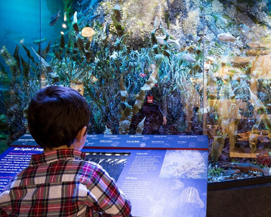 Marine Life in the Putnam Family Gallery. Courtesy of Harvard Museum of Natural History