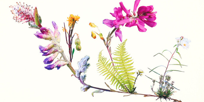Jennifer Wanner. Second Nature. Courtesy of Glenbow 