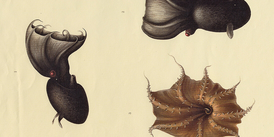 Molluscs. Courtesy of Museum für Naturkunde