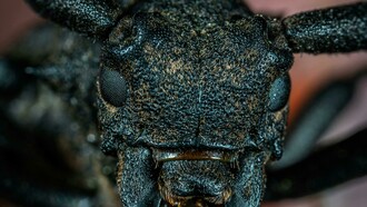 Gesicht eines Schwarzen Kaefers in der Makrofotografie