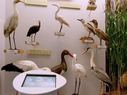 Birds of Latvia, exhibition view. Courtesy of the Latvian National Museum of Natural History