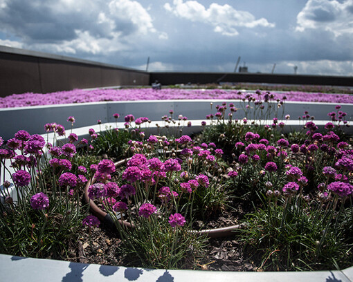 Garden on the rooftop. Courtesy of Copernicus Science Centre 