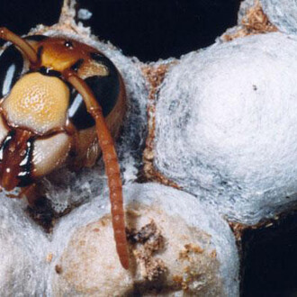 Virtual Insect Hall. Courtesy of Royal Belgian Institute of Natural Sciences