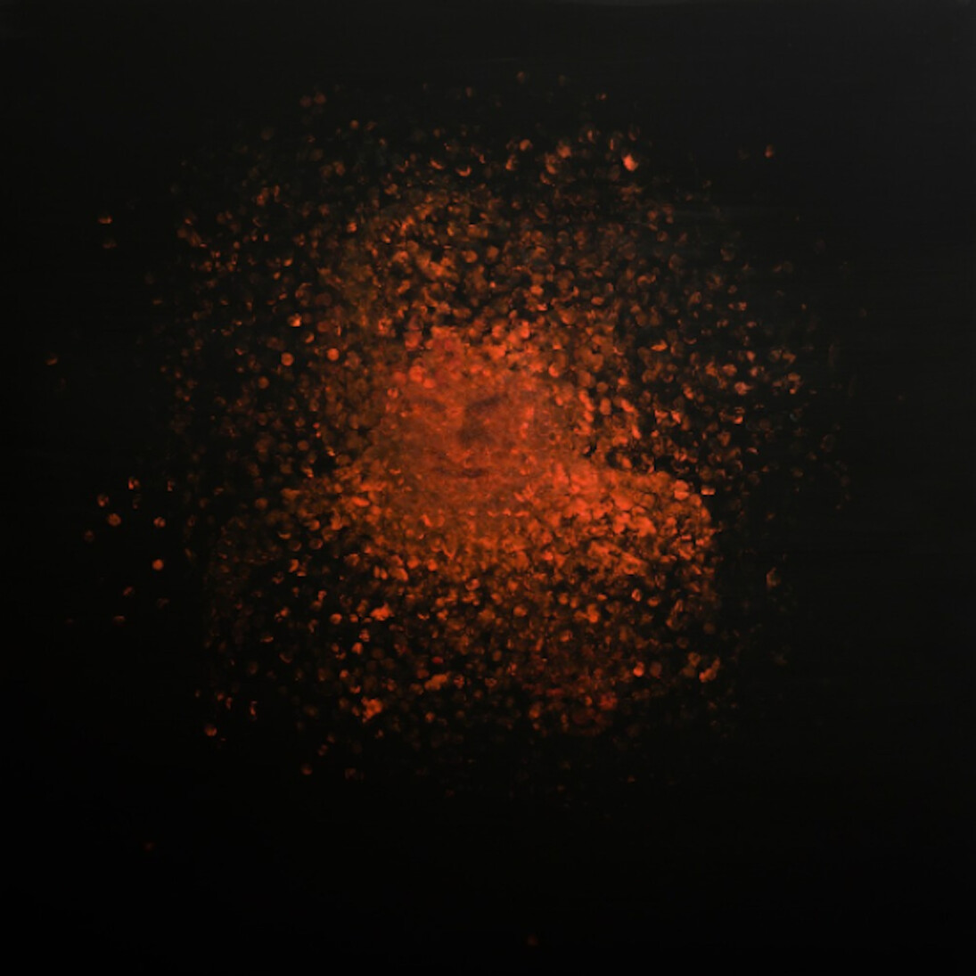 Mwangi Hutter. Courtesy of galerie burster