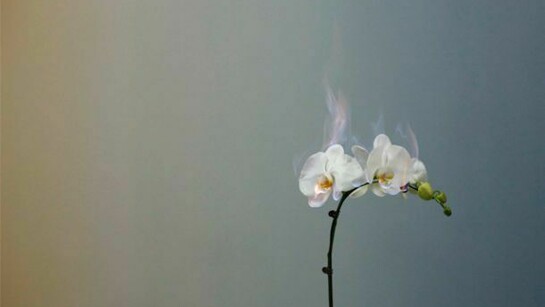 Courtesy m97 Gallery C Jiang Zhi 2011