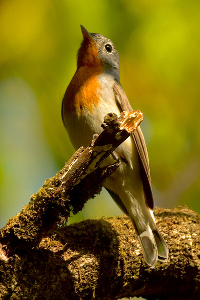 Redbreasted flycatcher, Panchagani © Ashish Kothari