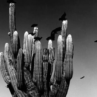 Graciela Iturbide, Sahuaro (détail), Sonora-Wüste, Mexico, 1979. Avec l'aimable autorisation du FOMU Foto Museum © Graciela Iturbide