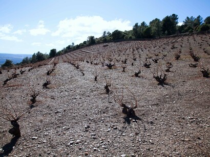 Viñedo Arrebatacapas. Foto de Antonio Torrijos