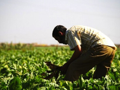 Farmers in Morocco
