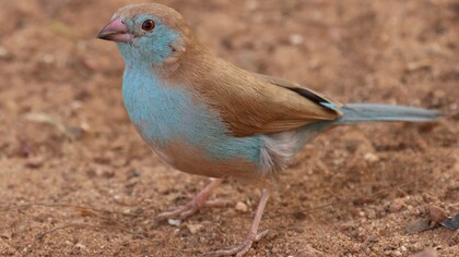 Red-cheeked Cordon-bleu at Kotu Bridge © Gehan de Silva Wijeyeratne