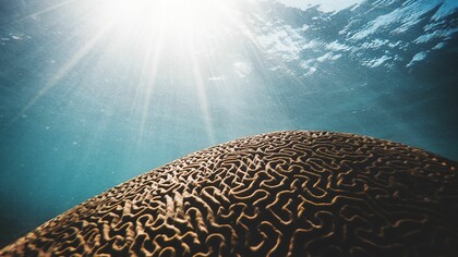 Buceando las propias sinapsis