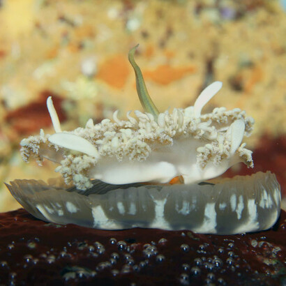 Medusa invertida, «Cassiopea xamachana»