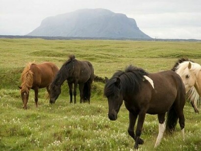 Icelandic horses in a beautiful landscape