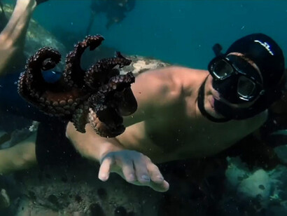 "My octopus teacher" (Il mio amico in fondo al mare). Protagonista è un polpo comune, una femmina di octopus vulgaris
