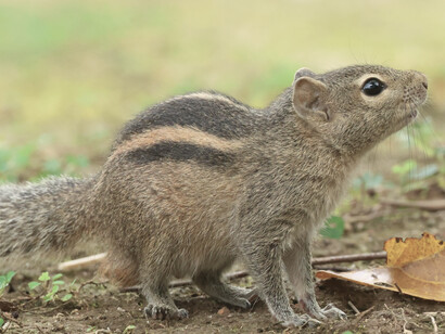Indian Pond Heron © Gehan de Silva Wijeyeratne