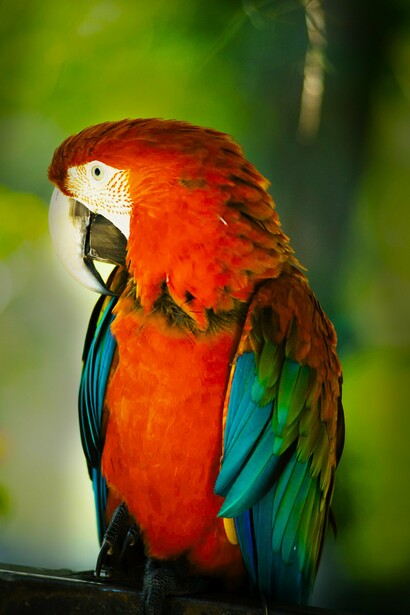 Hay quien dice que el guacamayo escarlata tiene la capacidad de aprendizaje de un niño de cinco años