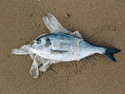 Envolto em um saco plástico, peixe morre sem ar na praia