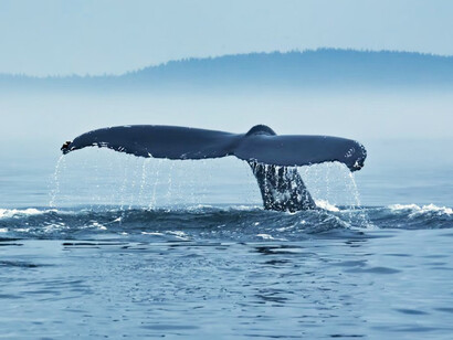 Humpback whales feeding in a bay in Antarctica
