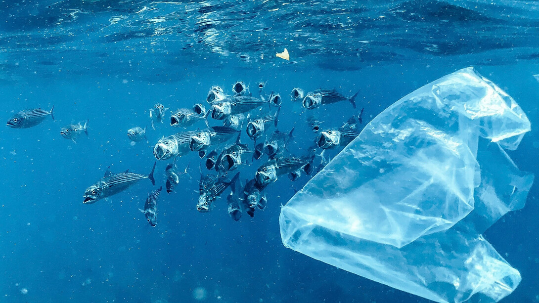 La contaminación plástica ha convertido a los océanos en un inmenso depósito flotante cuyos efectos alcanzan ya a toda la vida del planeta