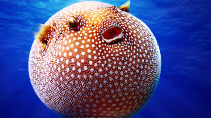 A puffer fish