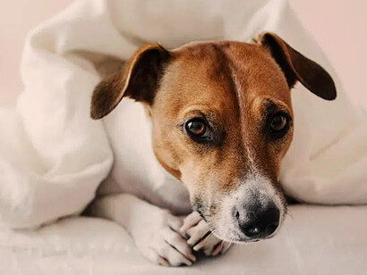 Perro mestizo descansa en una cama