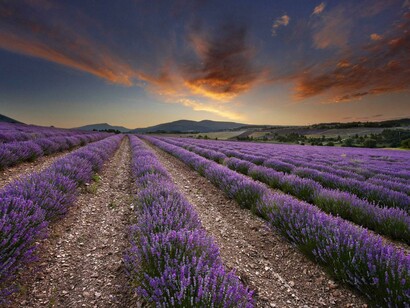 French lavender