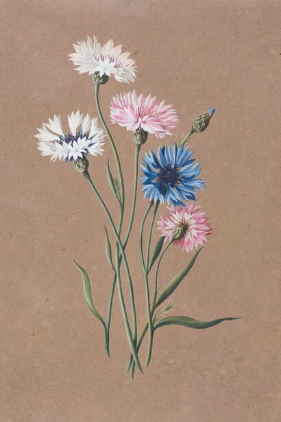 Caroline Friederike Friedrich, attributed, Flowers (detail), circa 1800–1815. Courtesy of Gemäldegalerie