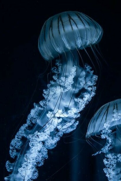 L'habitat di queste meduse è talmente mutato che sono costrette ad emigrare in altri mari