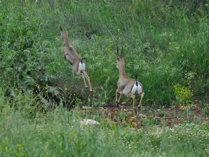Gazelle Valley, Photo by Pierre H. Lavi