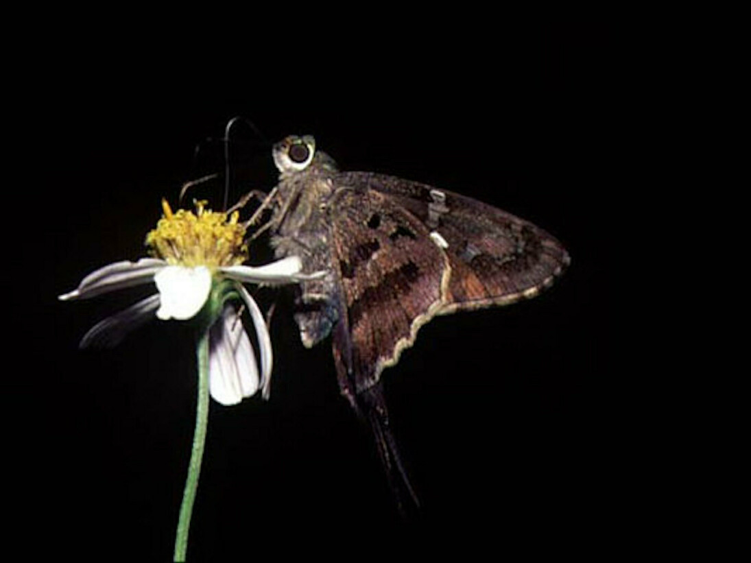 The Butterfly Conservatory. Courtesy of American Museum of Natural History