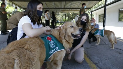Chilean police dogs trained to detect COVID-19 in October 2020