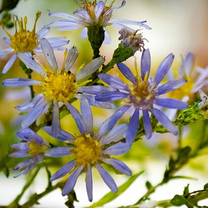 Glass Flowers. Courtesy of Harvard Museum of Natural History 